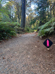NEW Trail Signs - 5 Packs - BLACK Signs w/ Reflective or Non-Reflective Arrows!